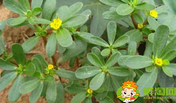 假马齿苋可以吃吗,真假马齿苋最大区别