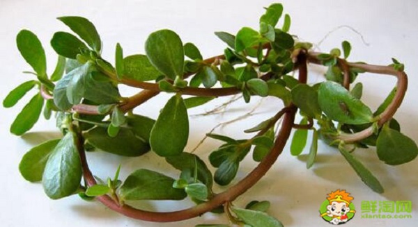 马齿苋泡水喝用湿的还是干的,一般马齿苋泡水喝多长时间为好