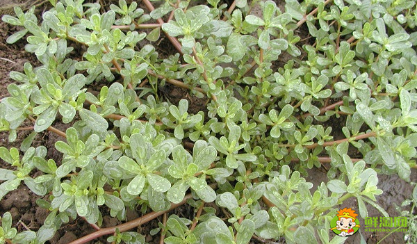 马齿苋的杆可以吃吗,马齿苋青杆和红杆有什么区别