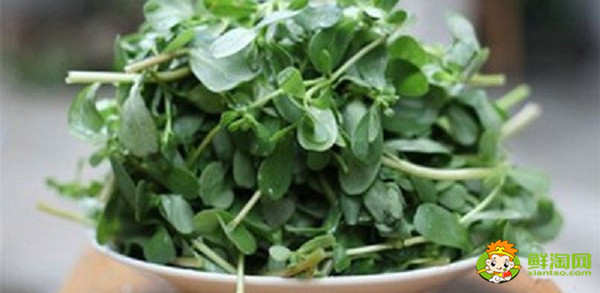 马齿苋的杆可以吃吗,马齿苋青杆和红杆有什么区别