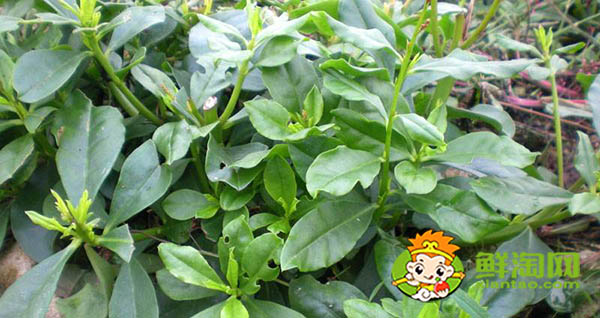 马齿苋有几种品种,能吃的马齿苋有几种