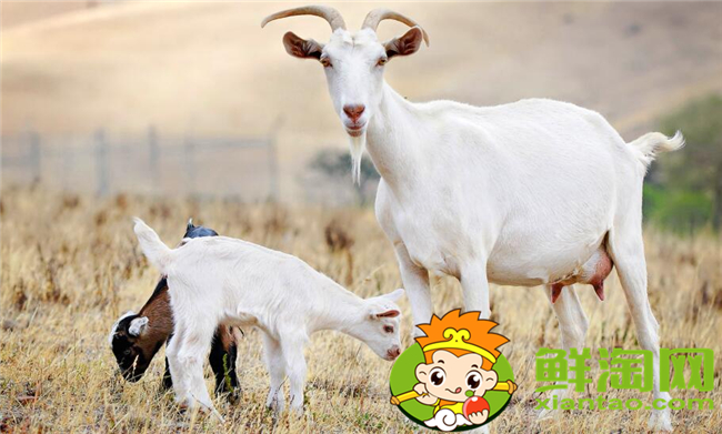 婴儿羊奶粉哪个牌子好,婴儿羊奶粉排行榜10强