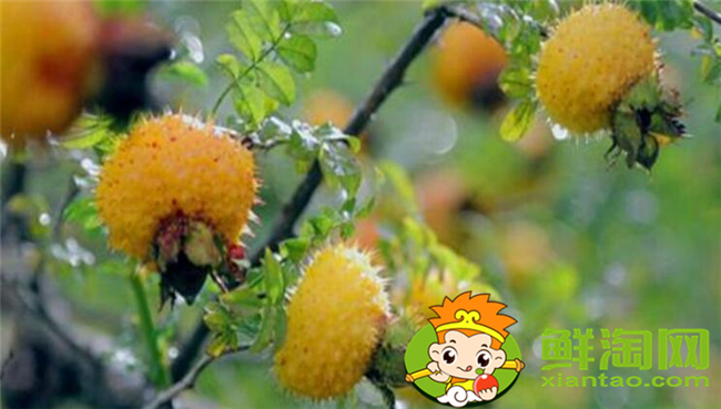 刺梨怎么去籽,刺梨籽可以使用吗