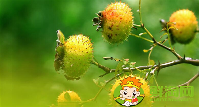 刺梨怎么去籽,刺梨籽可以使用吗