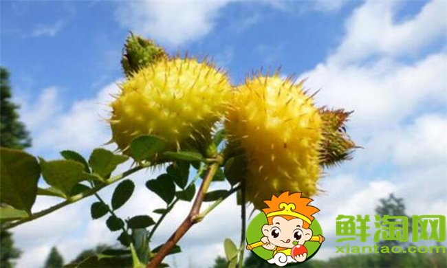 刺梨怎么去籽,刺梨籽可以使用吗