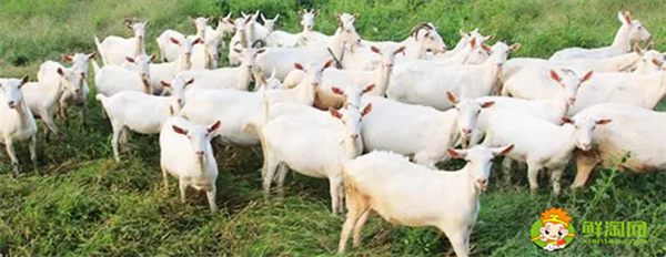 陕西哪里的羊奶最出名,陕西羊奶10大品牌排行榜