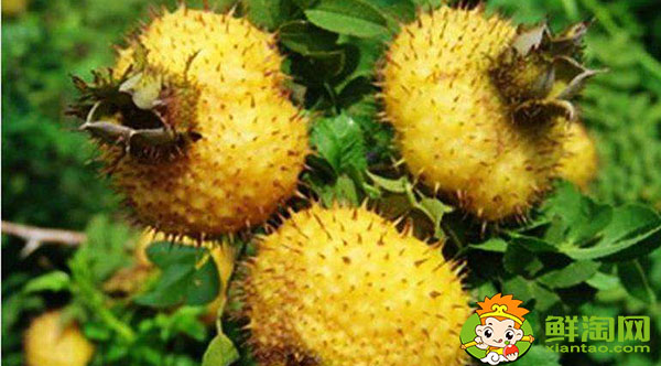 野生刺梨泡酒怎样泡,野生刺梨泡酒还是生的好还是熟的好