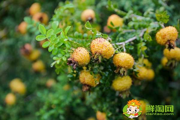 野生刺梨泡酒怎么泡好吃,刺梨泡酒怎么泡要加糖吗