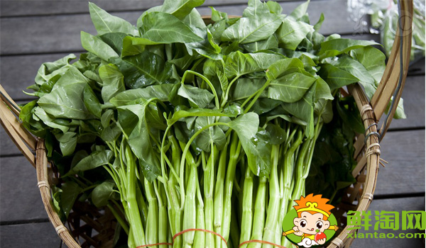 雍菜是不是空心菜,博白雍菜和空心菜区别