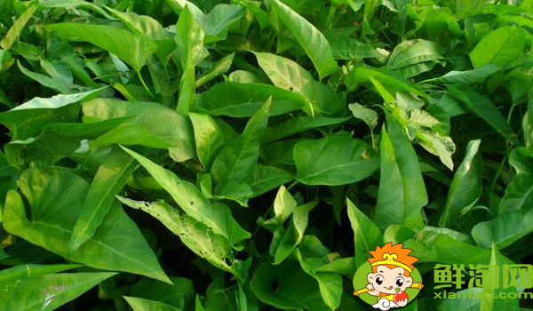 雍菜是不是空心菜,博白雍菜和空心菜区别