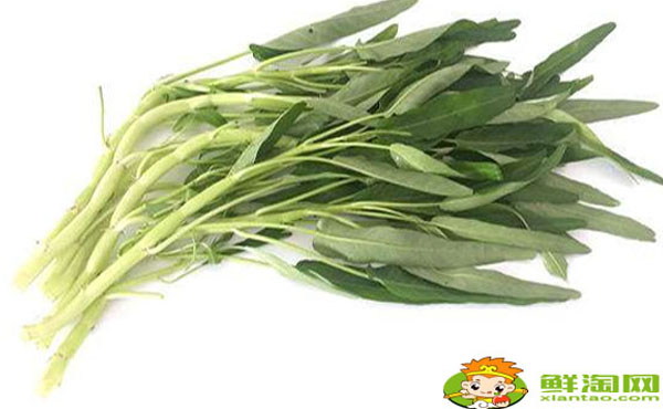 白杆空心菜青杆空心菜哪个好,白空心菜和绿空心菜的区别