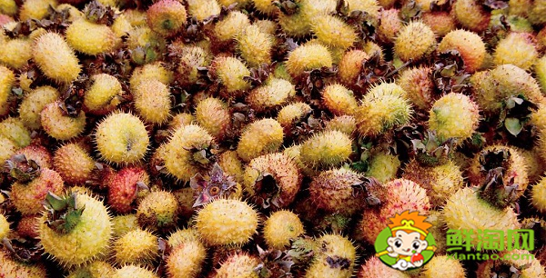 野生的刺梨是什么样的,野生刺梨有几种