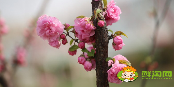 绚丽海棠果实能吃吗，海棠树的果实怎么不一样