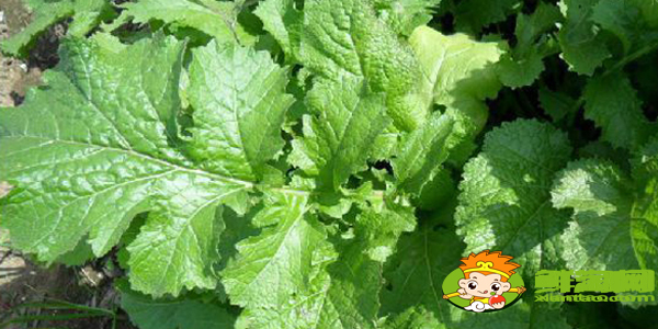 雪菜和雪里红一样吗,雪里红哪个品种的最好