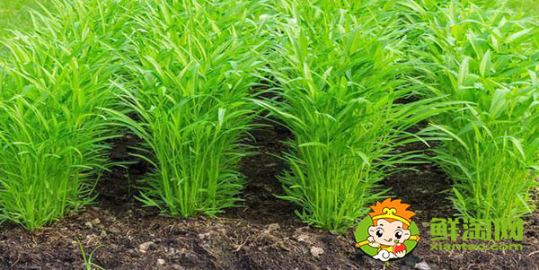 什么品种空心菜高产,新品种空心菜种子