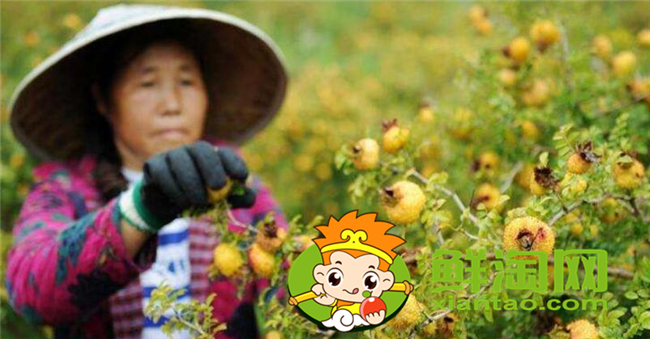 贵州刺梨什么时候成熟,贵州刺梨怎么吃图解