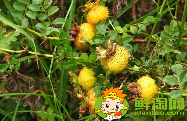 刺梨泡酒加什么最好,刺梨泡酒会破坏维C吗