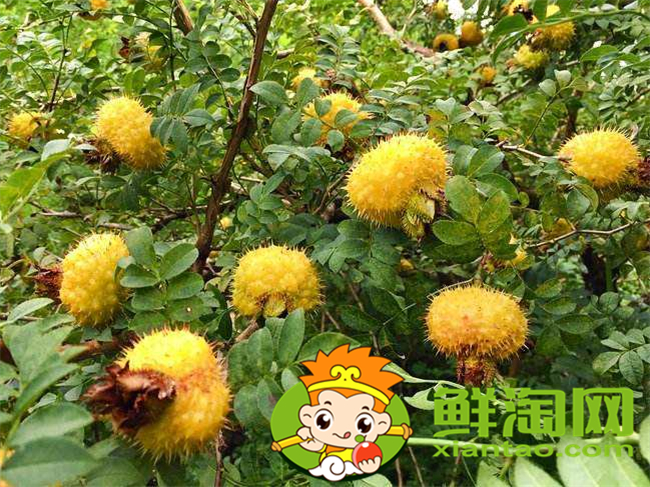 刺梨汁一天喝多少,刺梨汁什么时候喝