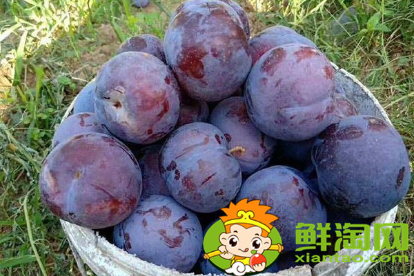 黑布林和黑布李一样吗，黑布李和黑布林的区别