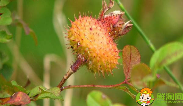 刺梨一次吃几个合适,野刺梨怎么吃