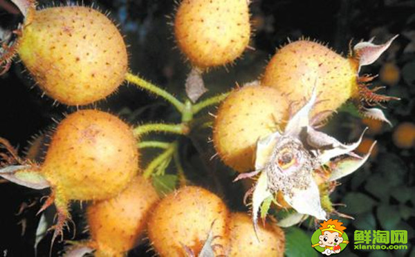 刺梨泡酒不破开可以吗,刺梨和什么泡酒最好