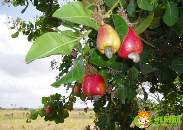 腰果长在哪里,腰果是什么树的种子