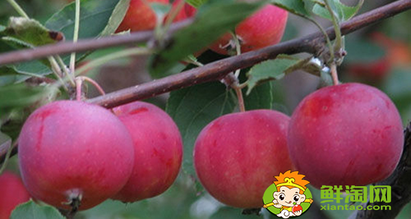 沙果怎么保鲜不面,沙果保鲜进冷库用什么箱装好