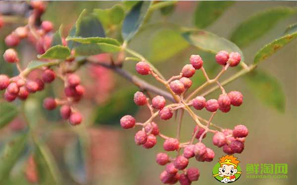 花椒应该怎么存放不跑味道,生花椒想存放一年怎么放