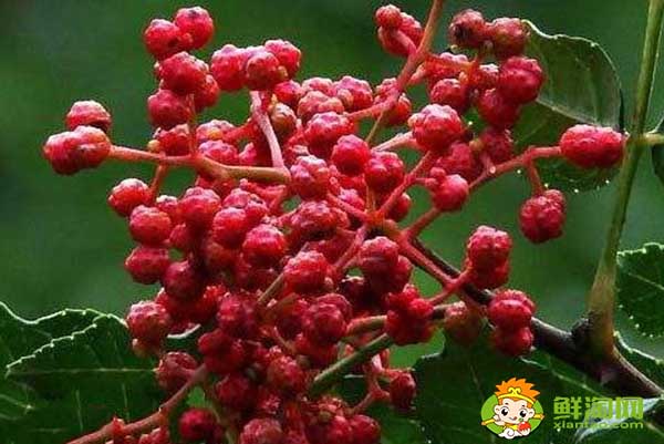 花椒应该怎么存放不跑味道,生花椒想存放一年怎么放