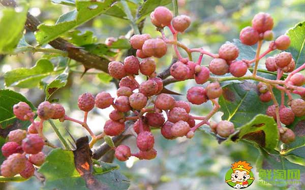 新鲜花椒怎么运输不会坏,花椒的运输和保存方法