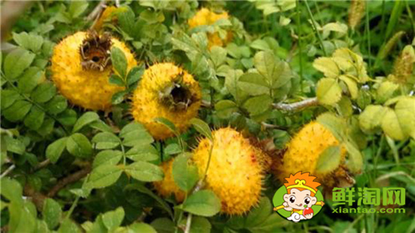 新鲜刺梨怎么处理,刺梨应该怎么吃