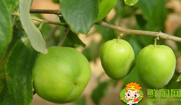 台湾大青枣有多大,台湾青枣大的好还是小的好吃