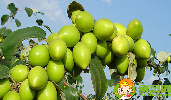 台湾大青枣有多大,台湾青枣大的好还是小的好吃