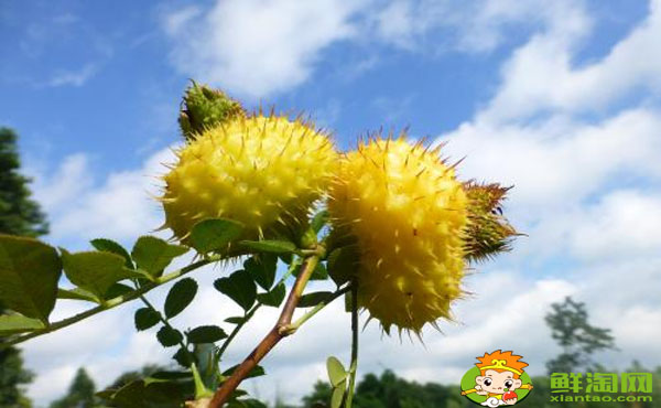 刺梨种类有哪些,哪种刺梨品种好