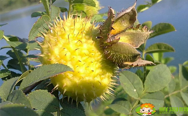 刺梨种类有哪些,哪种刺梨品种好