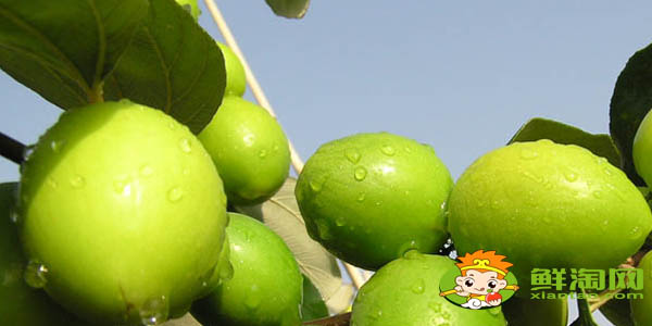 台湾大青枣几月份能成熟,台湾大青枣哪个品种甜