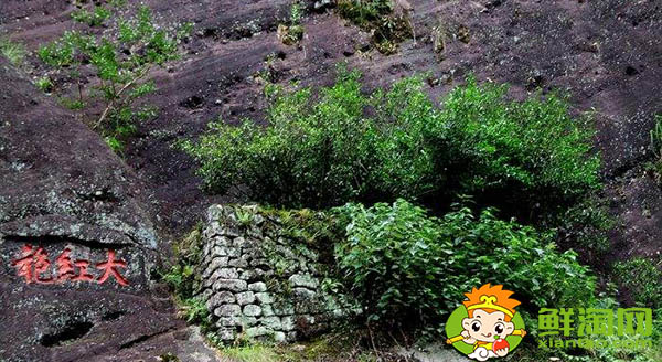 武夷岩茶大红袍有几种，大红袍和狮子头哪个品种好