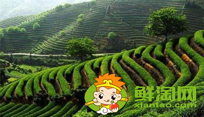 乌龙茶大红袍是红茶吗,大红袍哪个品种好喝