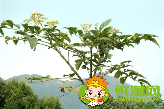 臭椒和大红袍怎么鉴别,大红袍花椒怎么鉴别好坏