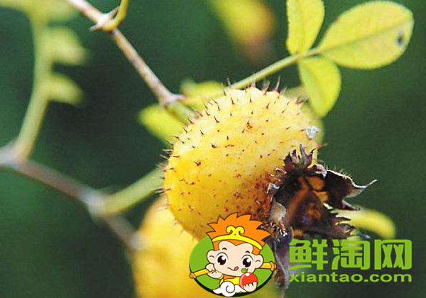 未成熟的刺梨怎么泡酒,刺梨酒能长期泡吗