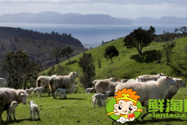 进口羊奶粉哪些品牌好,进口羊奶粉和国产羊奶粉的区别