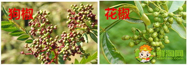 狗椒与花椒的区别图片,狗椒与花椒哪个好