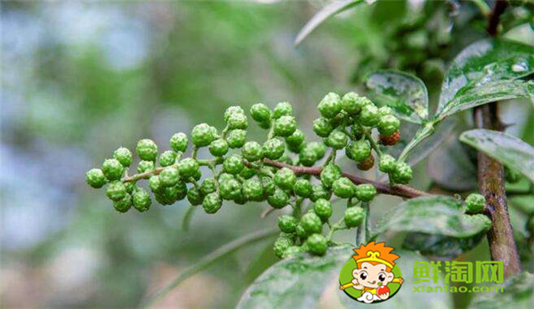 狗椒与花椒的区别图片,狗椒与花椒哪个好