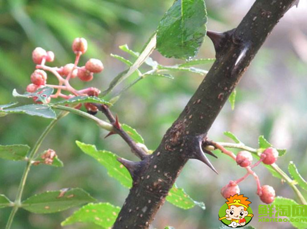 花椒树的刺扎手了有什么危险，花椒刺有什么毒性