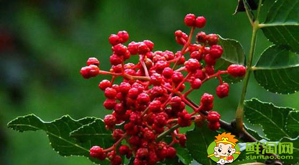 花椒青的和红的有什么区别,未成熟藤椒和花椒的主要区别