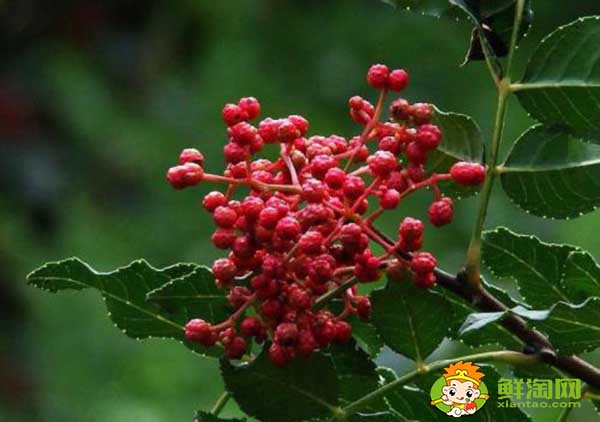 花椒什么时间可以摘成熟了,树上摘下来的花椒怎么处理