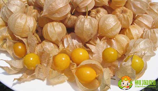 姑娘果是什么季节的水果,怎样挑熟透的姑娘果