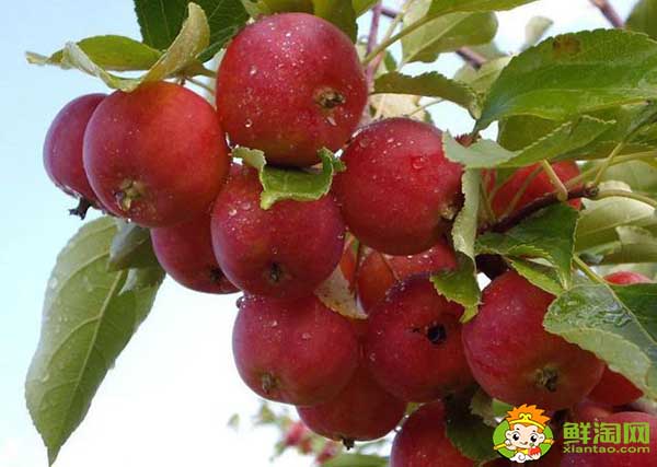 蒸沙果怎么做,沙果干的制作方法蒸熟