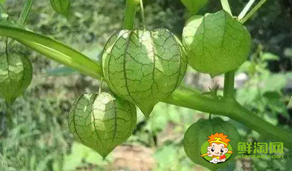 绿色的姑娘果可以吃吗,灯笼果和姑娘果哪个好吃