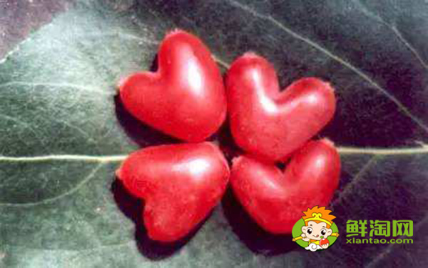 杈杷果为什么没人推广,杈杷果适合哪里种植